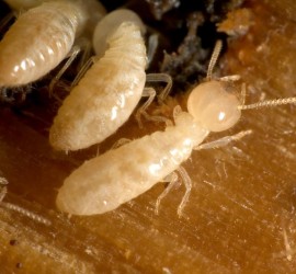 Termites