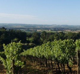 Vignoble lislois